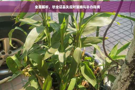 全面解析，毕业证丢失应对策略与补办指南
