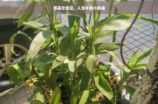 寄丢毕业证，人生中的小插曲