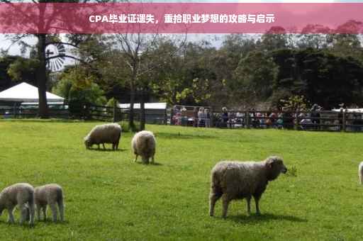 CPA毕业证遗失，重拾职业梦想的攻略与启示