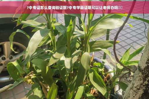 ?中专证怎么查询验证啊?中专学籍证明可以让老师办吗⚡️