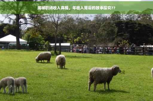 揭秘职场收入真相，年收入背后的故事探究??
