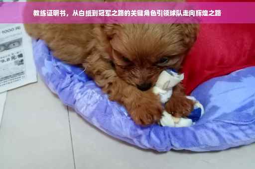 教练证明书，从白纸到冠军之路的关键角色引领球队走向辉煌之路