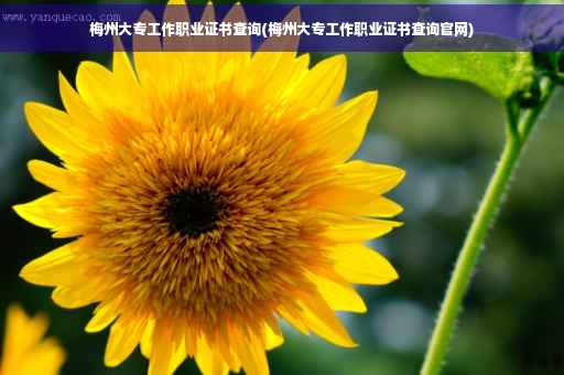 梅州大专工作职业证书查询(梅州大专工作职业证书查询官网)
