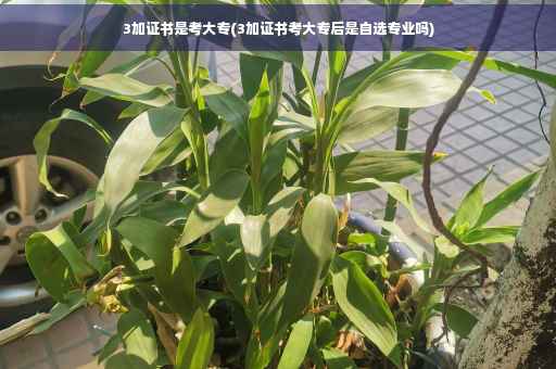 3加证书是考大专(3加证书考大专后是自选专业吗)