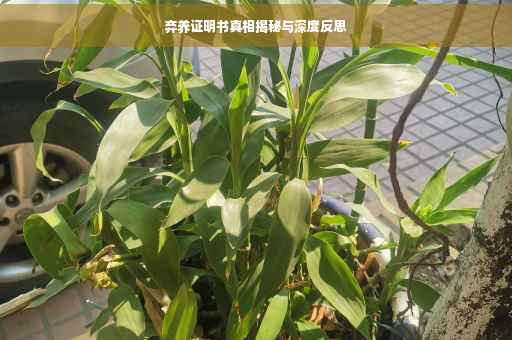 弃养证明书真相揭秘与深度反思