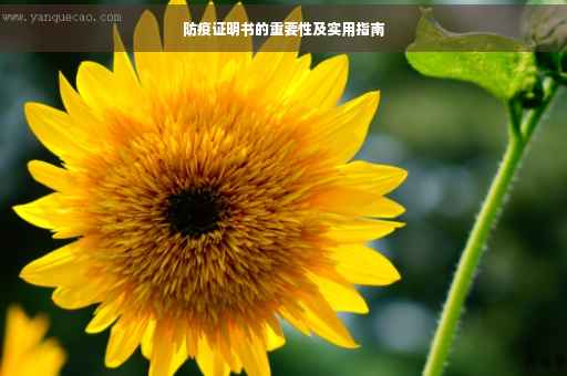 防疫证明书的重要性及实用指南