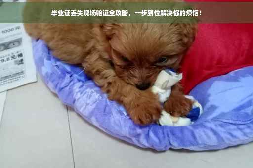 毕业证丢失现场验证全攻略，一步到位解决你的烦恼！
