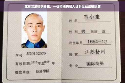 成都流浪猫获新生，一份特殊的收入证明见证温暖蜕变