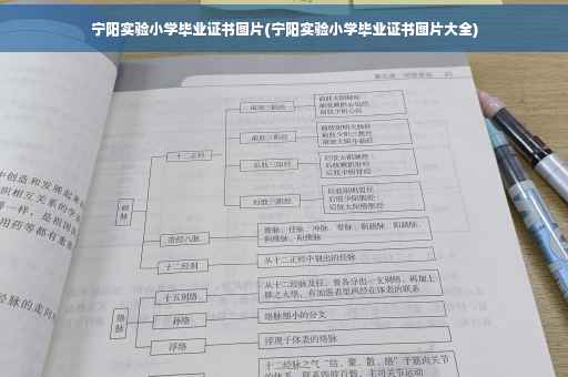 宁阳实验小学毕业证书图片(宁阳实验小学毕业证书图片大全)