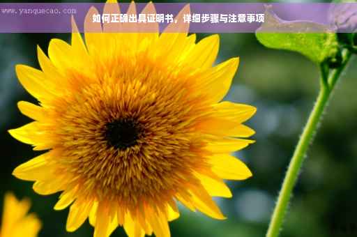 如何正确出具证明书，详细步骤与注意事项