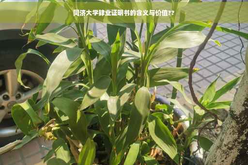 同济大学肄业证明书的含义与价值??