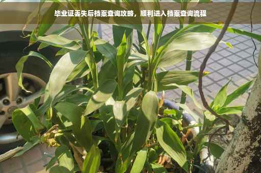 毕业证丢失后档案查询攻略，顺利进入档案查询流程