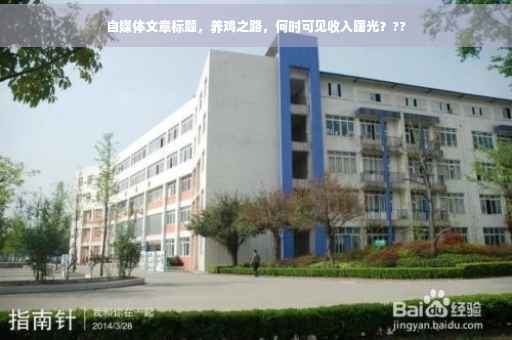 自媒体文章标题，养鸡之路，何时可见收入曙光？??