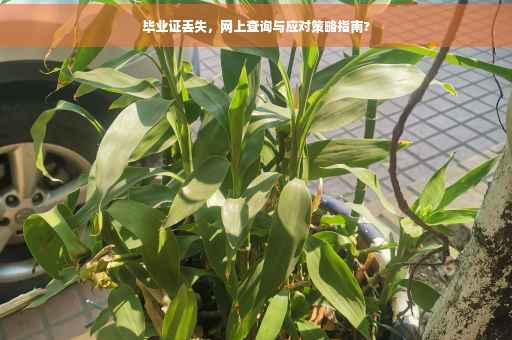 毕业证丢失，网上查询与应对策略指南?