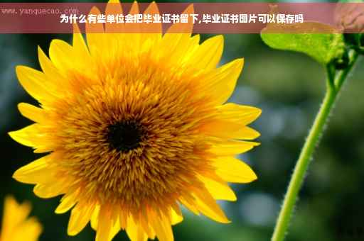 为什么有些单位会把毕业证书留下,毕业证书图片可以保存吗
