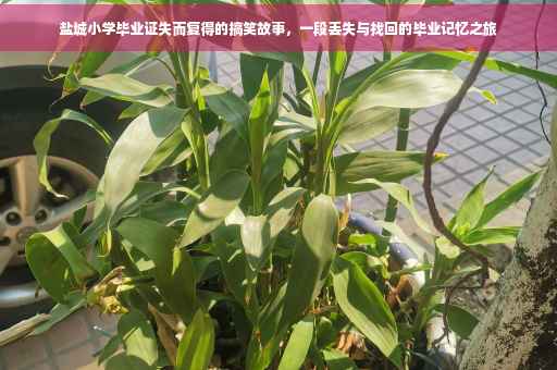 盐城小学毕业证失而复得的搞笑故事，一段丢失与找回的毕业记忆之旅