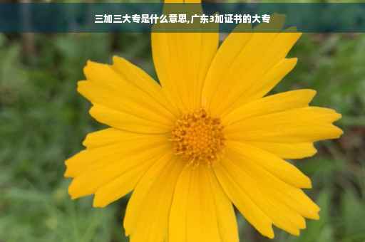 三加三大专是什么意思,广东3加证书的大专