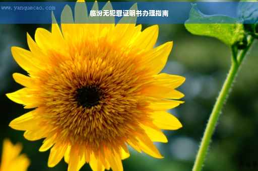 临汾无犯罪证明书办理指南