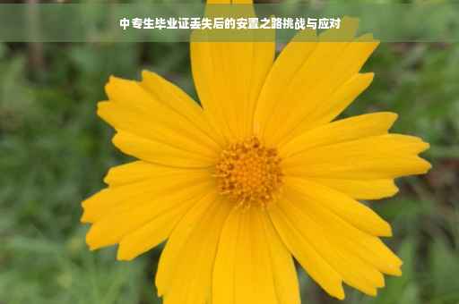 中专生毕业证丢失后的安置之路挑战与应对