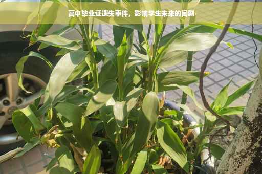 高中毕业证遗失事件，影响学生未来的闹剧