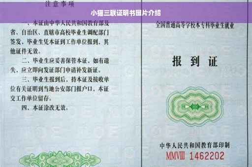 小猫三联证明书图片介绍
