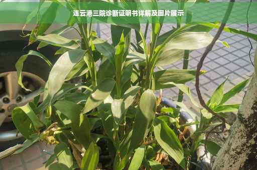 连云港三院诊断证明书详解及图片展示