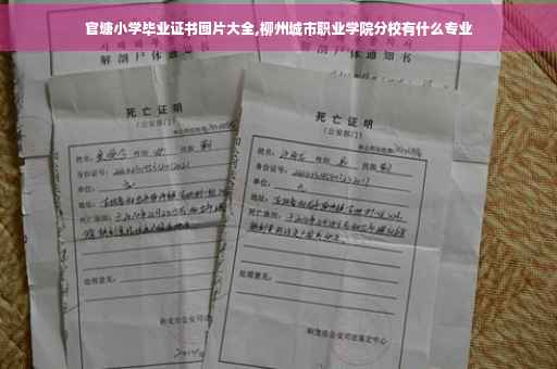 官塘小学毕业证书图片大全,柳州城市职业学院分校有什么专业