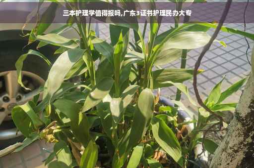 三本护理学值得报吗,广东3证书护理民办大专