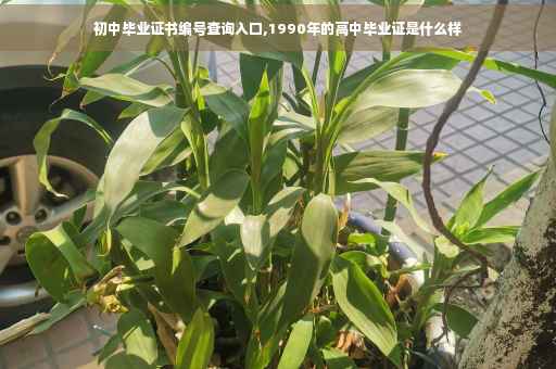 初中毕业证书编号查询入口,1990年的高中毕业证是什么样