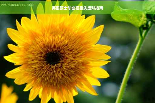 英国硕士毕业证丢失应对指南