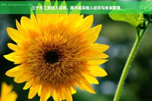 三个月工资收入证明，揭示真实收入状况与未来展望