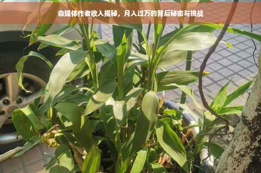 自媒体作者收入揭秘，月入过万的背后秘密与挑战