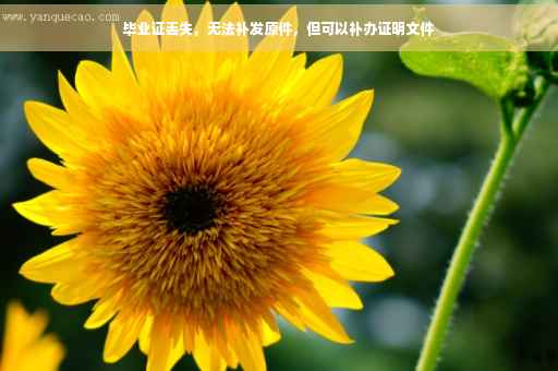 毕业证丢失，无法补发原件，但可以补办证明文件