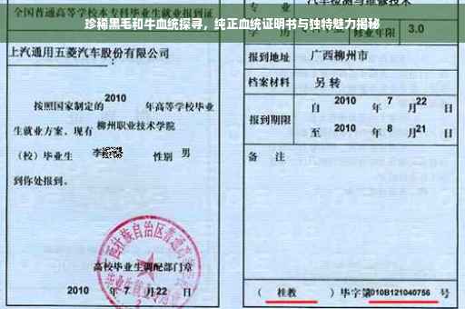 珍稀黑毛和牛血统探寻，纯正血统证明书与独特魅力揭秘
