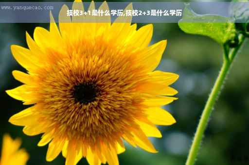 技校3+1是什么学历,技校2+3是什么学历