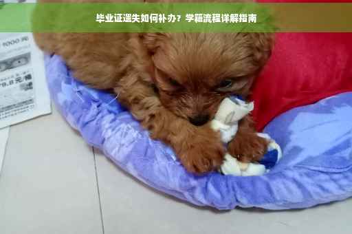 毕业证遗失如何补办？学籍流程详解指南