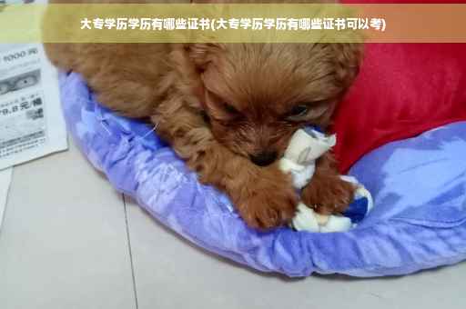 大专学历学历有哪些证书(大专学历学历有哪些证书可以考) 大专学历学历有哪些证书(大专学历学历有哪些证书可以考)