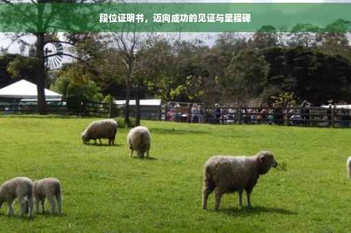 段位证明书，迈向成功的见证与里程碑