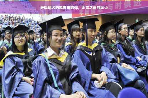 萨摩耶犬的忠诚与陪伴，无言之爱的见证