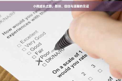 小狗成长之路，陪伴、信任与温馨的见证