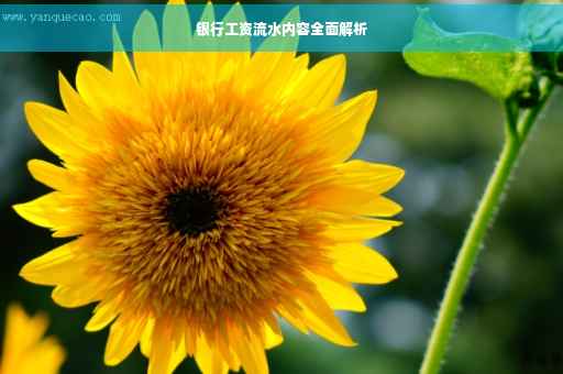 银行工资流水内容全面解析