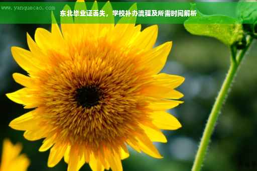 东北毕业证丢失，学校补办流程及所需时间解析