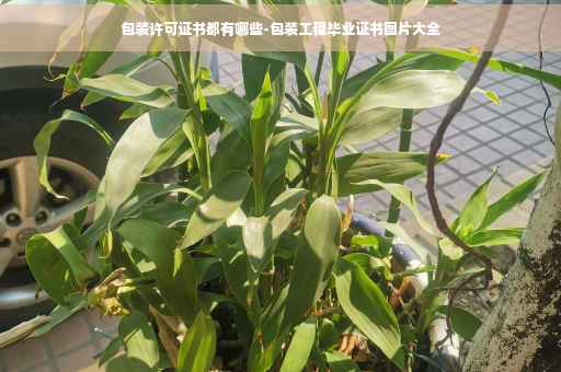 包装许可证书都有哪些-包装工程毕业证书图片大全
