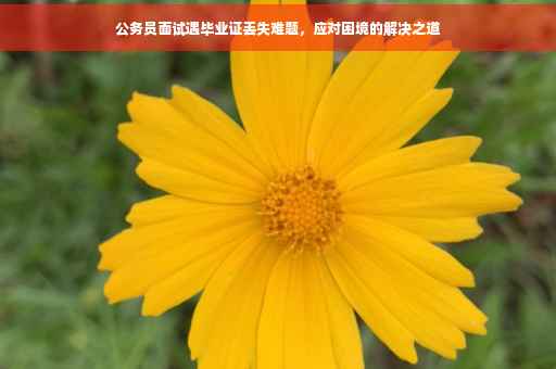 公务员面试遇毕业证丢失难题，应对困境的解决之道