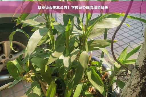 毕业证丢失怎么办？学位证办理流程全解析