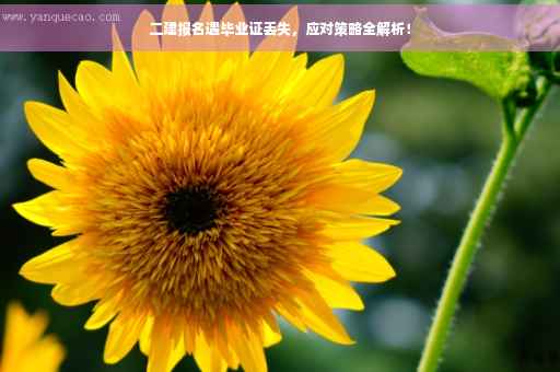 二建报名遇毕业证丢失，应对策略全解析！