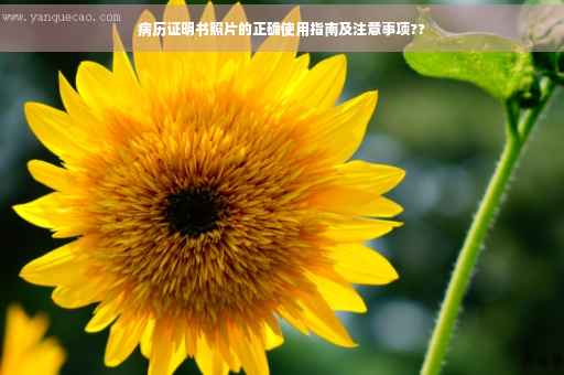 病历证明书照片的正确使用指南及注意事项??