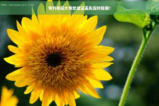 专升本后大专毕业证丢失应对指南！