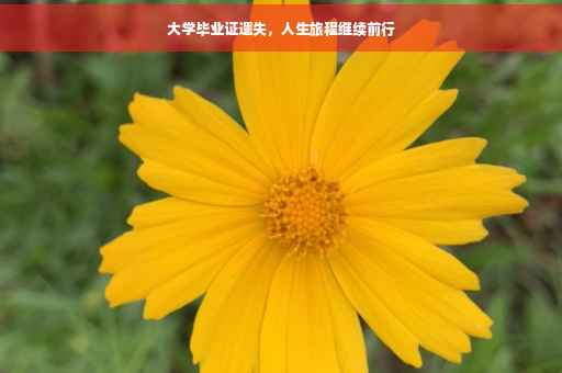 大学毕业证遗失，人生旅程继续前行