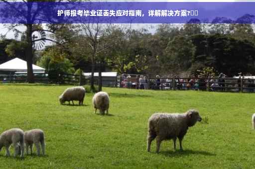 护师报考毕业证丢失应对指南，详解解决方案?⚡️